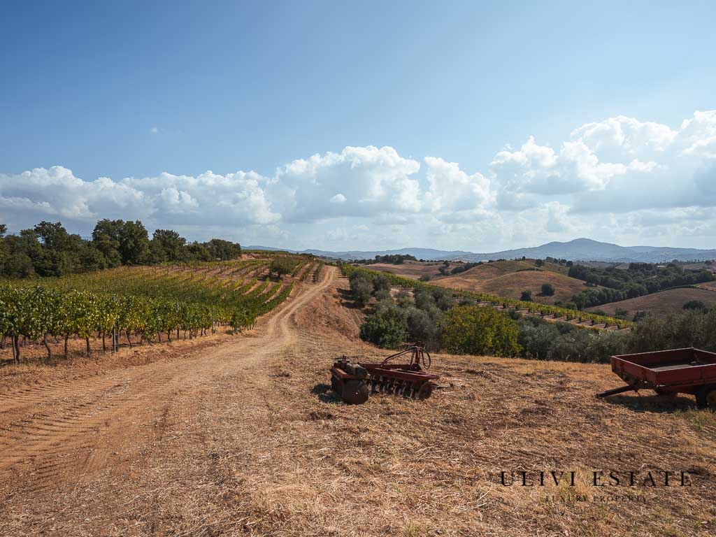 ^Cerchiamo un nuovo Charles Palmer a Scansano! Azienda Agricola di 24 ettari e Vigna per produzione di Morellino con casale ristrutturato - Scansano (GR), Venduto - immagine 3